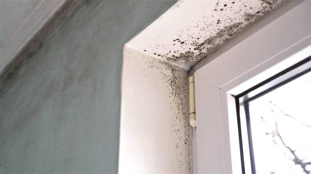 Best DIY Mold Remediation Support Services in Mountain View Acres, CA