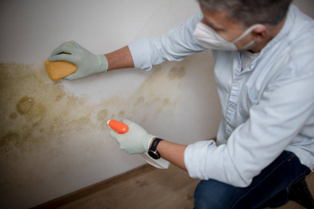 Best Emergency Mold Remediation in Mountain View Acres, CA