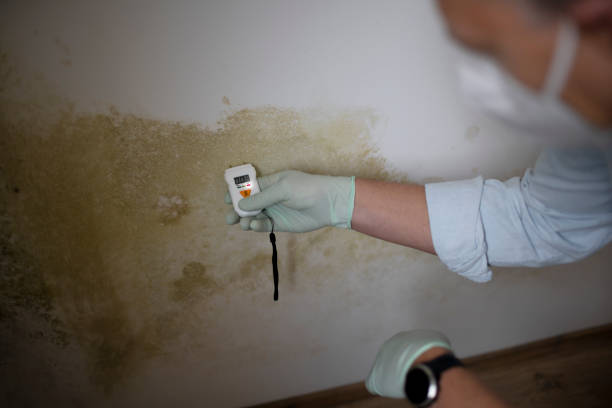 Best Commercial Mold Remediation in Mountain View Acres, CA