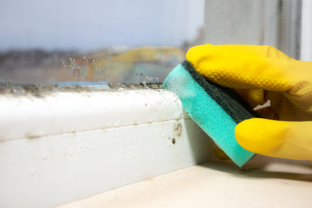 Best Residential Mold Remediation in Mountain View Acres, CA