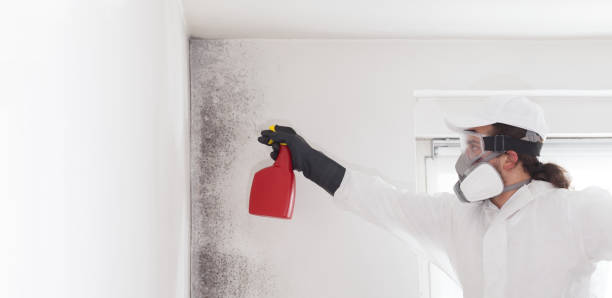 Best Kitchen Mold Remediation in Mountain View Acres, CA