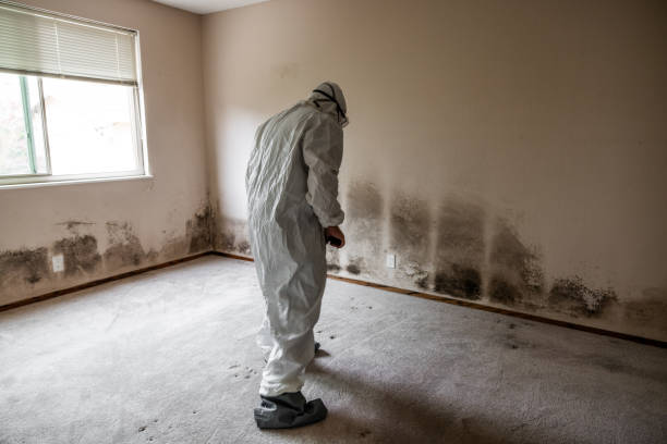 Trusted Mountain View Acres, CA Mold Remediation Experts